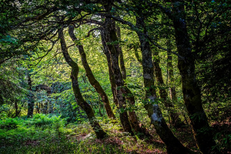 arbres-montagne-xonrupt-longemer